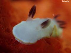 Ardeadoris scottjohnsoni