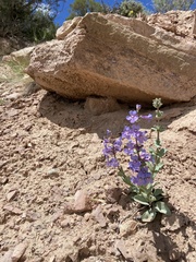 Penstemon mucronatus