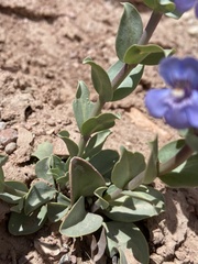 Penstemon mucronatus