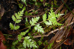 Pteris saxatilis