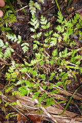 Pteris saxatilis