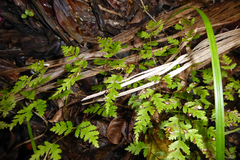 Pteris saxatilis