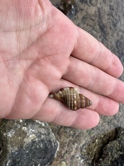 Monoplex intermedius