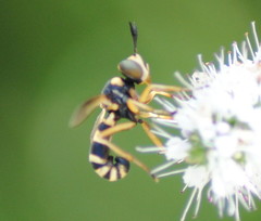 Conops silaceus