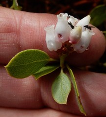 Arctostaphylos nevadensis