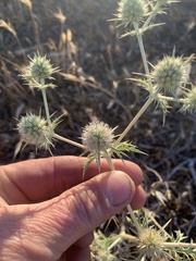 Eryngium aristulatum