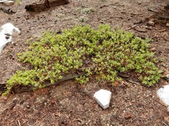 Arctostaphylos nevadensis