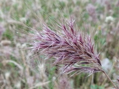 Bromus rubens