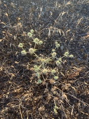 Eryngium aristulatum