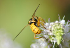 Conops silaceus