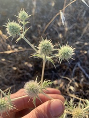 Eryngium aristulatum