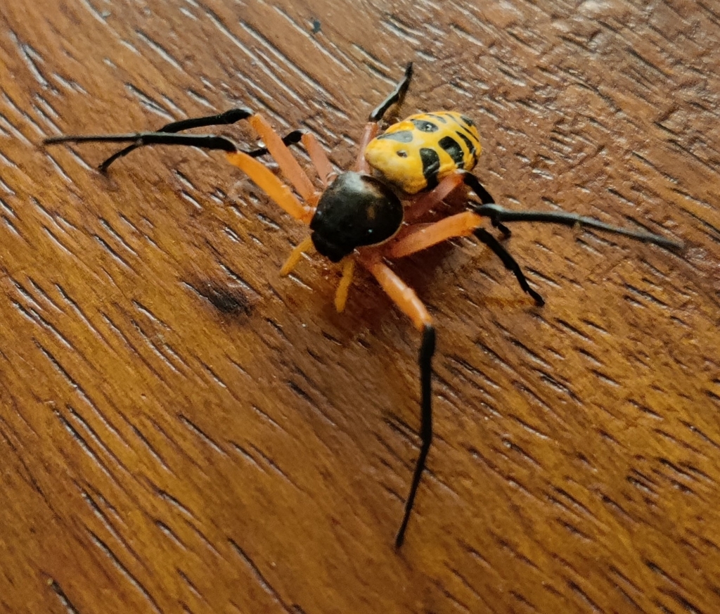 Platythomisus scytodimorphus