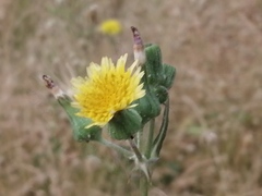 Sonchus