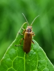 Cantharis rufa