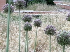 Allium ampeloprasum