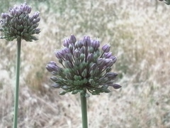 Allium ampeloprasum