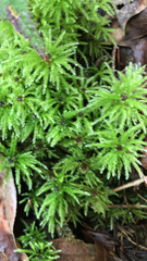 Leucolepis