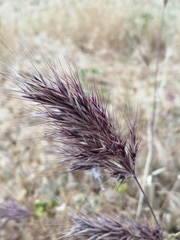 Bromus rubens
