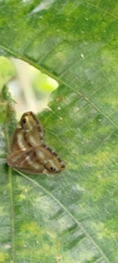 Ricania simulans