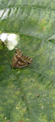 Ricania simulans