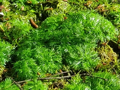 Hottonia palustris