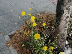 Sonchus
