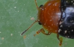 Triplax rufipes