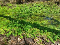 Hottonia palustris