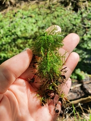 Hottonia palustris
