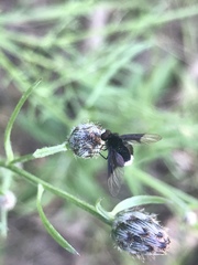 Ogcodocera leucoprocta