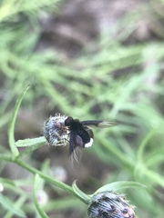 Ogcodocera leucoprocta