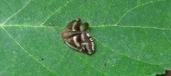 Ricania simulans