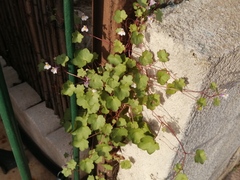 Cymbalaria muralis