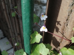 Cymbalaria muralis