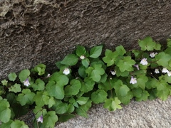 Cymbalaria muralis