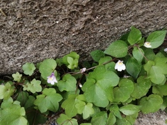 Cymbalaria muralis