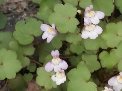Cymbalaria muralis