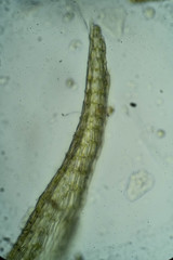 Lescuraea saxicola
