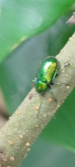 Abirus fortunei