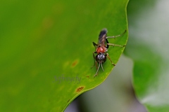 Dicranorhina