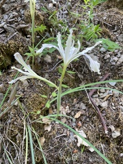 Iris tenuissima