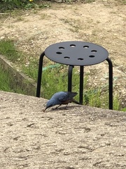 Monticola solitarius