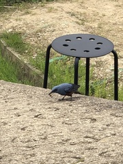 Monticola solitarius