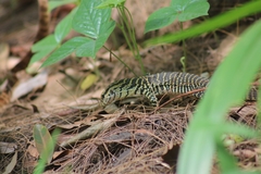 Varanus bengalensis