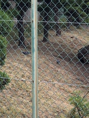Columba livia domestica