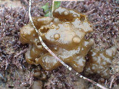 Colpomenia tuberculata