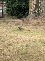 Spodiopsar cineraceus