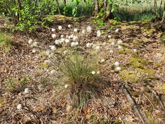 Eriophorum vaginatum