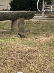 Spodiopsar cineraceus