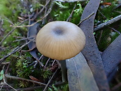 Entoloma albidocoeruleum